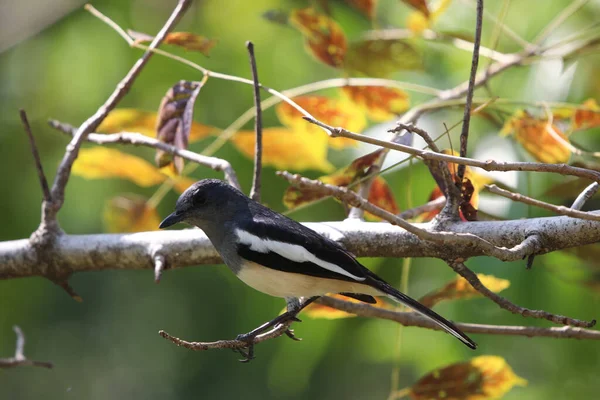 Magpie black and white bird  animal wildlife perching on branch tree spring seasonal