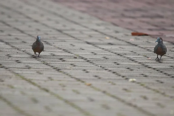 選択的フォーカス2つの鳩は公園内で互いに距離を保つ歩く — ストック写真