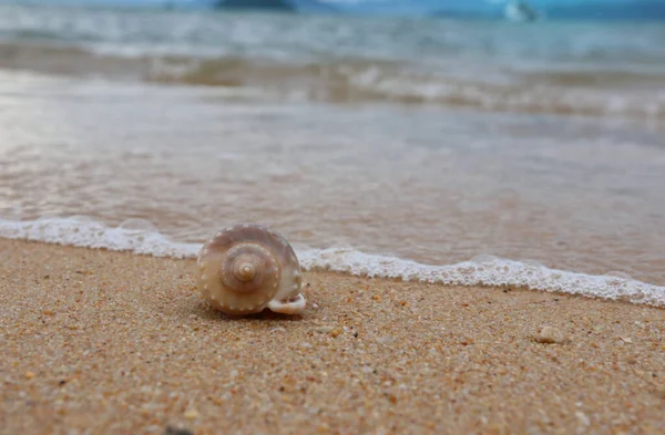 Brown Mar Shell Natureza Cena Praia — Fotografia de Stock