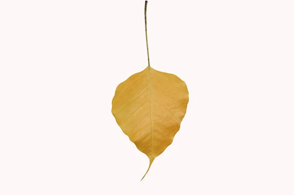 Belle Bodhi Nature Jaune Feuille Forme Coeur Sur Isolé — Photo