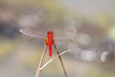 Parlak renkli kırmızı bir yusufçuk su yüzeyinin üzerinde küçük bir dala tünemişti..