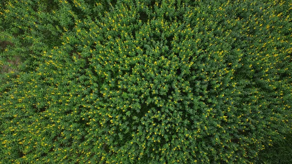 Ovanifrån Den Växande Solhampa Plantage Med Gula Blommor Fotograf Med — Stockfoto