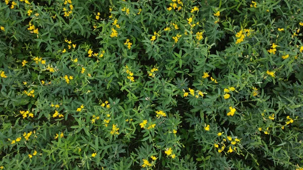 Ovanifrån Växande Plantage Med Gula Blommor Fältet Drönare — Stockfoto