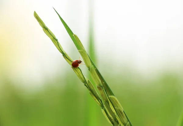 Coccinelle Lève Les Jambes Pour Continuer Marcher Sur Les Feuilles — Photo