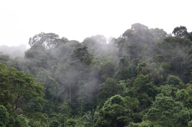  Yeşil Orman ve Yeşil Doğa Ozonu Dağlarda sisli bir sabah