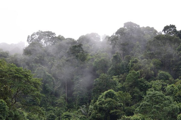  Зеленый лес и озон зеленой природы с туманным утром в горах