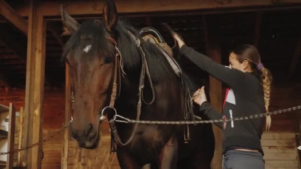 Femme préparant cheval pour l'entraînement de dressage, étalon de nettoyage avec brosse — Video