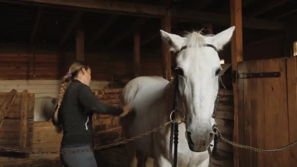 Mujer preparando caballo blanco para entrenamiento de doma, limpieza semental con cepillo — Vídeos de Stock