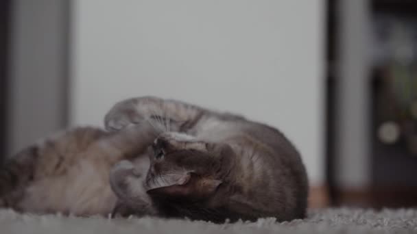 Szary Puszysty Kot Paski Rozciąga Się Obskurnie Powoli Przewraca Się — Wideo stockowe