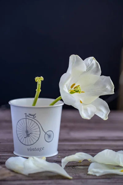 one white tulip stands alone in a white metallic small-bucket. a row of flowered tulip with fallen white petals. there is a vase on the table on a dark background. Spring. composition