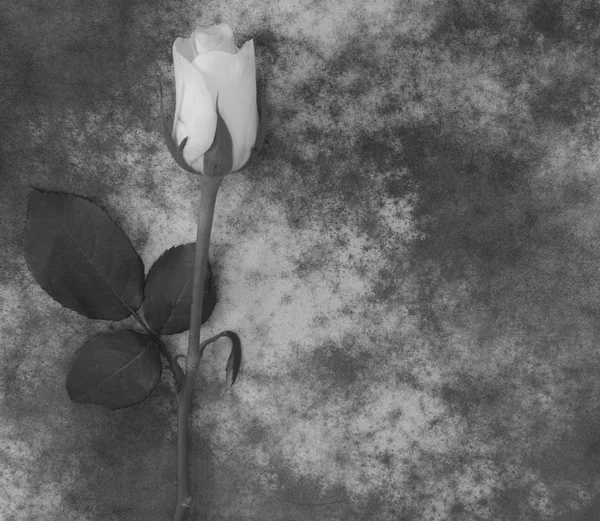 Carte de condoléances - rose — Photo