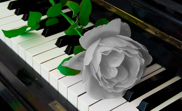 Karty kondolencyjne - róża na fortepian — Zdjęcie stockowe