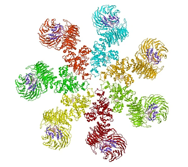 Apoptosome moleküler yapısı — Stok fotoğraf