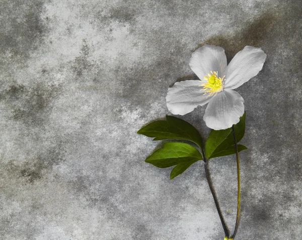 Cartão de condolências - flor — Fotografia de Stock