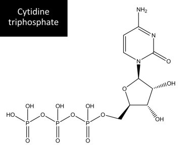 Sitidin trifosfat moleküler yapısı