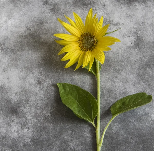 Condolence card - yellow flower