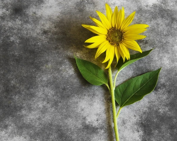 Taziye kartı - içinde çiçeği ayçiçeği — Stok fotoğraf