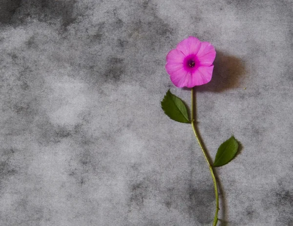 Tarjeta de condolencia - flor violeta —  Fotos de Stock