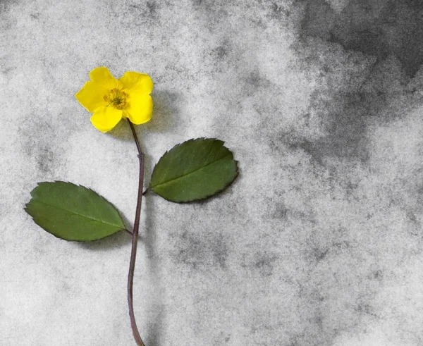 Karty kondolencyjne - mały żółty kwiat — Zdjęcie stockowe