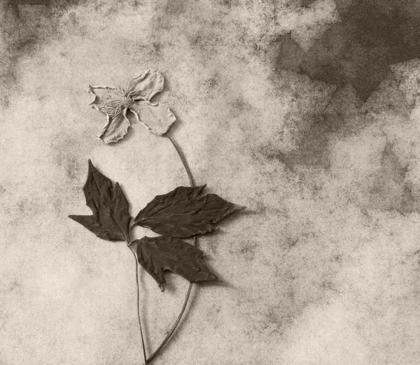 Συλλυπητήριο μήνυμα κάρτα - ξηρό λουλούδι — Φωτογραφία Αρχείου