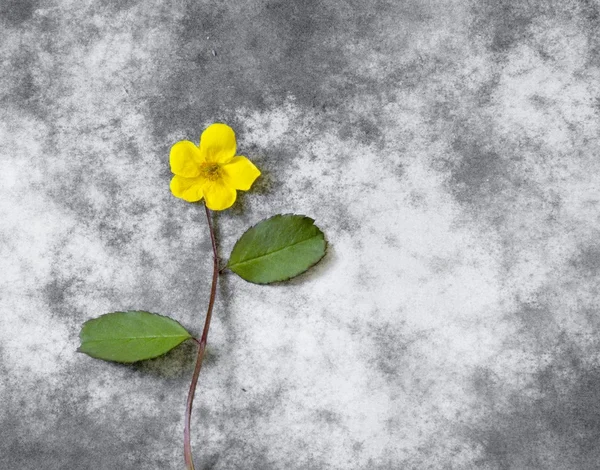Cartão de condolências - pequena flor amarela — Fotografia de Stock