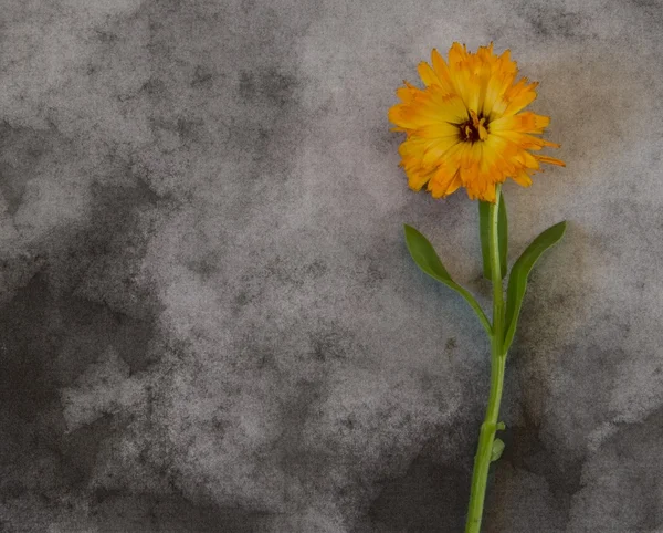 Kondolenci s žlutým květem — Stock fotografie