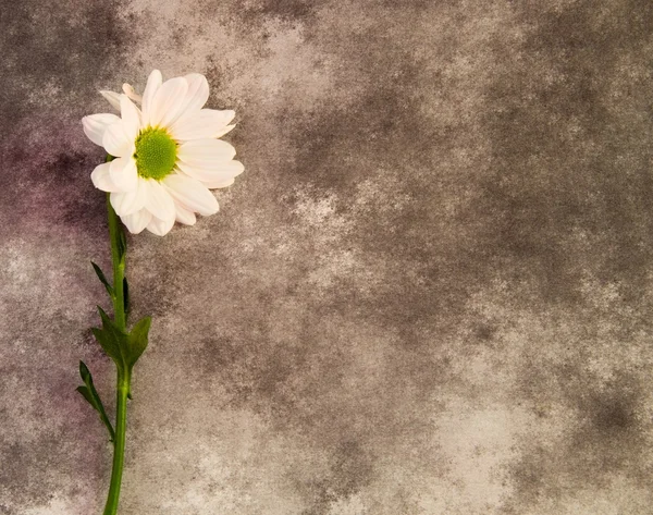 Karty kondolencyjne z kwiatem — Zdjęcie stockowe