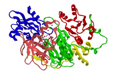 Ateş böceği luciferase moleküler yapısı