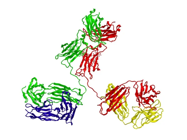 免疫グロブリンの分子構造 — ストック写真