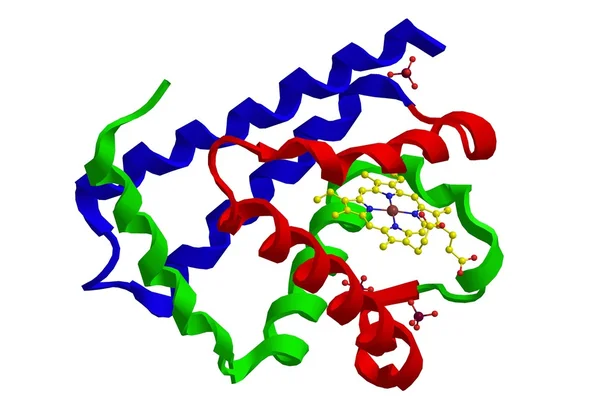 Estructura molecular de la mioglobina —  Fotos de Stock