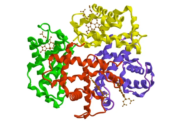 Estrutura molecular da hemoglobina — Fotografia de Stock