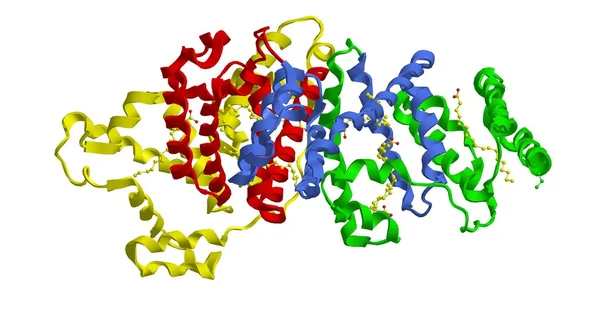 Moleculaire structuur van menselijk serum albumine — Stockfoto