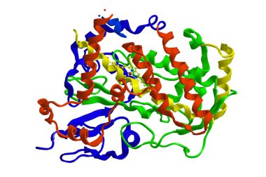 Sitokrom P450 moleküler yapısı