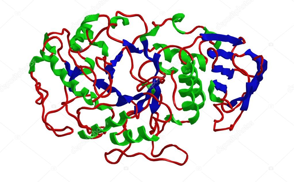 Molecular structure of alpha amylase