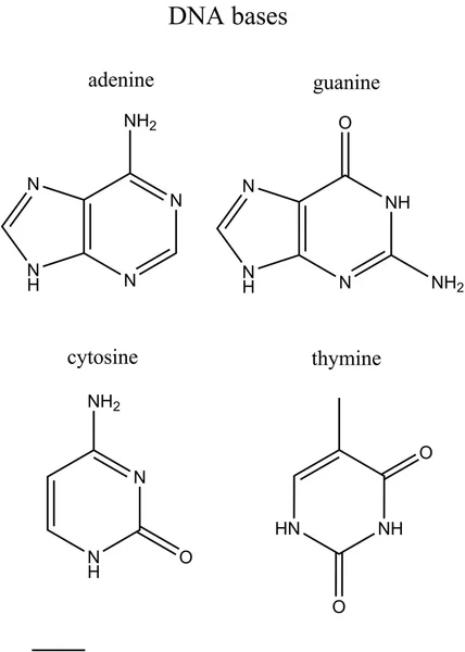 Lista de bases de dna — Fotografia de Stock