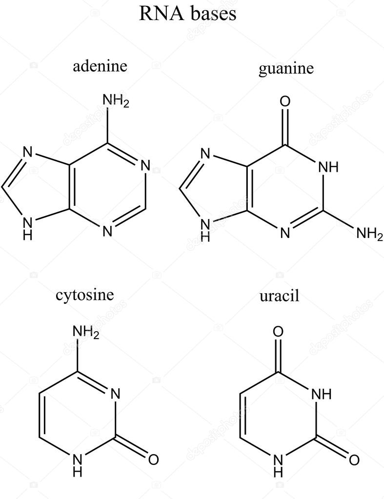 List of RNA bases