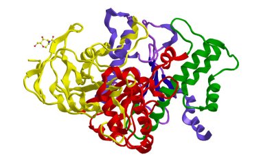 Kolinesteraz enzim moleküler yapısı