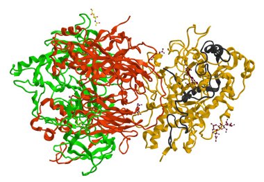 Molecular structure of enzyme ceruloplasmin clipart