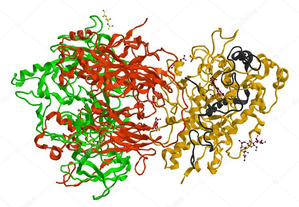 Molecular structure of enzyme ceruloplasmin