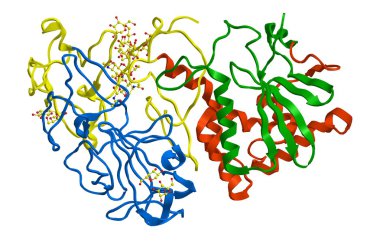 Molecular structure of ricin clipart
