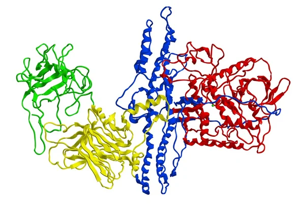 Botulinum toxin (typ A molekuláris szerkezete) — Stock Fotó