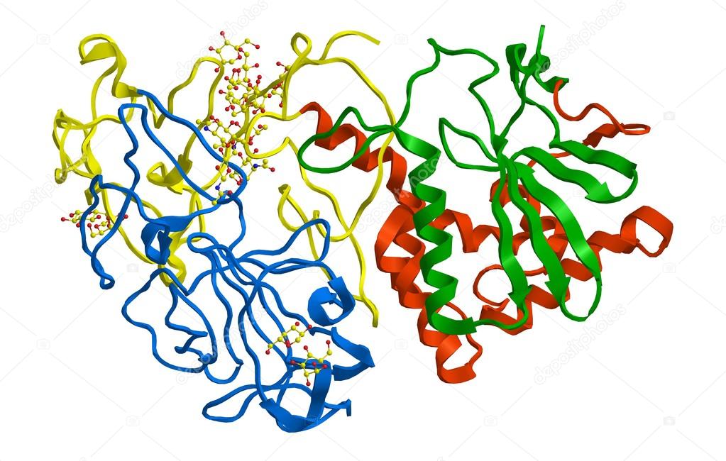 Molecular structure of ricin