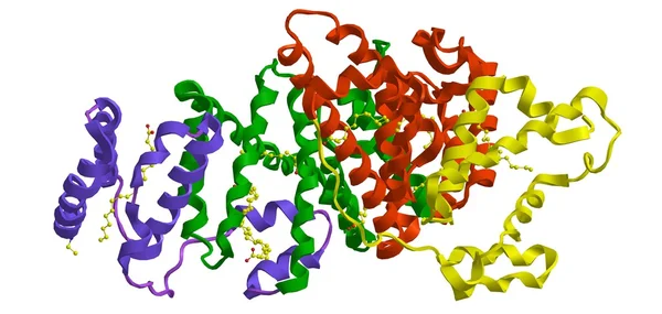 Molekulare Struktur des menschlichen Serumalbumins — Stockfoto