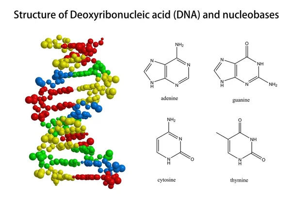 Estructura del ADN y nucleobases relacionados —  Fotos de Stock