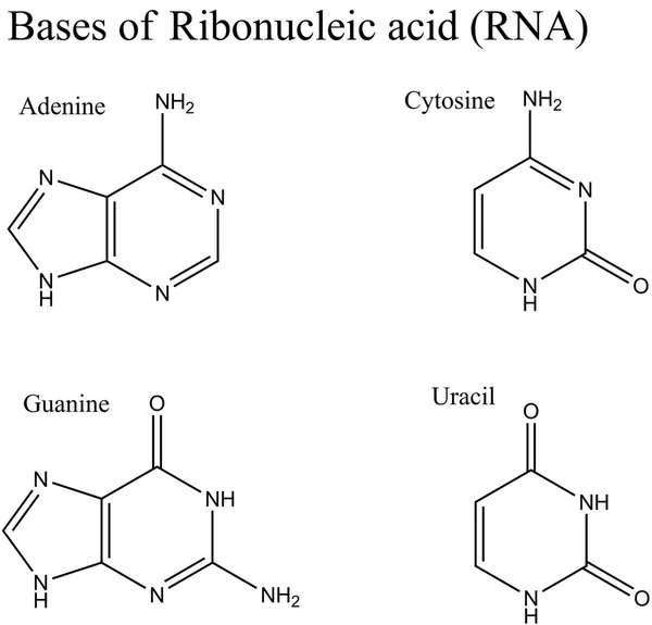 Estrutura das nucleobases ARN — Fotografia de Stock