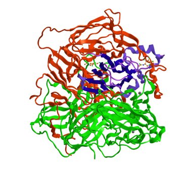 Seruloplazmin (caeruloplasmin moleküler yapısı)