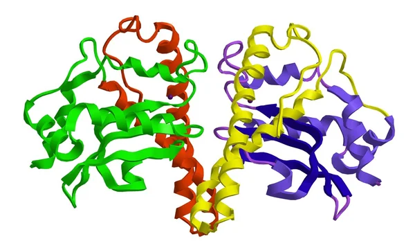 Molecular structure of Superoxide dismutase — Stock Photo, Image