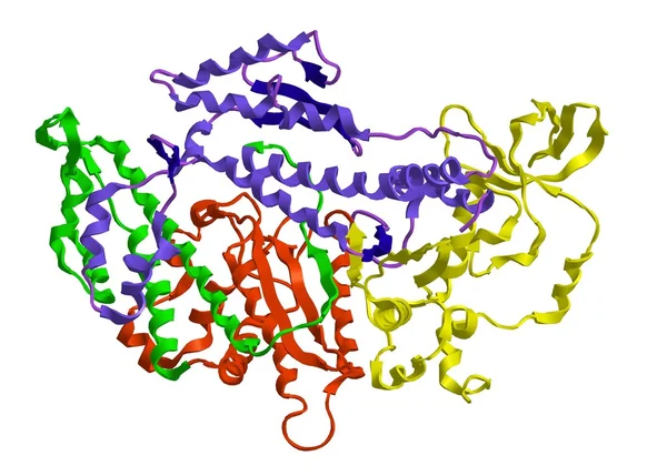 Estrutura molecular da miosina — Fotografia de Stock