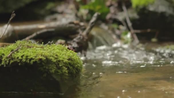 Pequeño arroyo en un bosque — Vídeo de stock