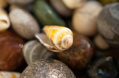 Küçük taşlar kabukları